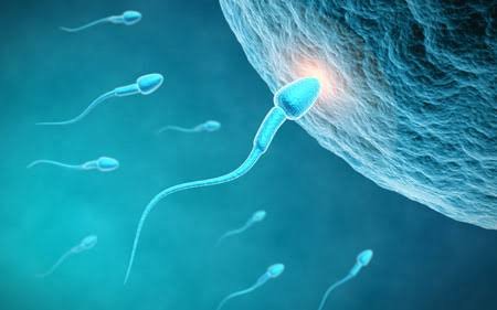 IVF & Fertility